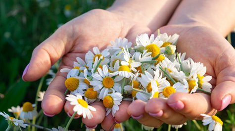 Jaké má heřmánek účinky? Tajemství přírodní péče