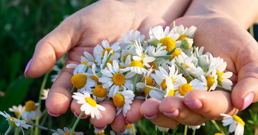 Jaké má heřmánek účinky? Tajemství přírodní péče - Hero