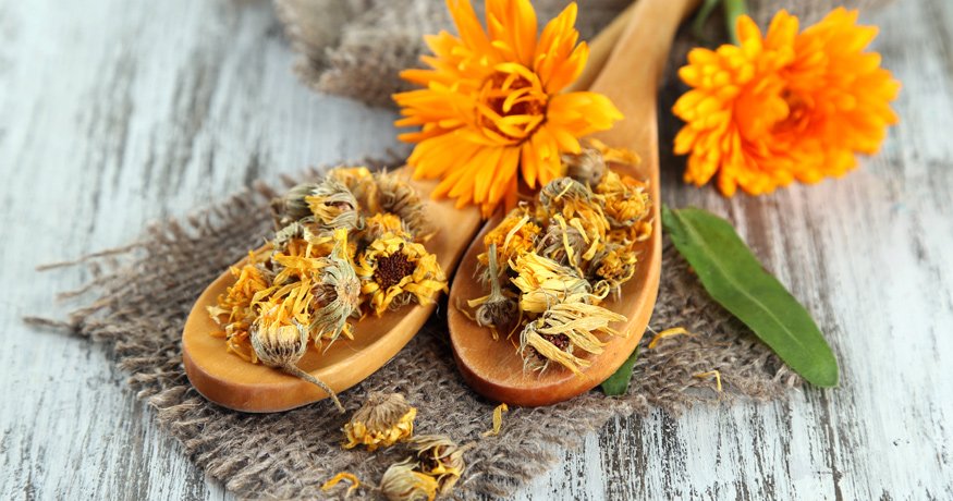 Měsíček lékařský a jeho využití pro citlivou pleť - hero