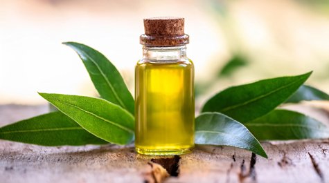 Tea tree olej: Jaké má účinky a jak ho použít v péči o pleť?